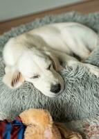 A puppy of a golden retriever is resting in a dog bed. photo