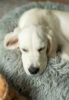 A puppy of a golden retriever is resting in a dog bed. photo