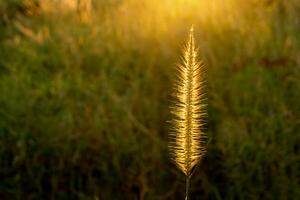 1 Asia Wild Grass flowers in sunset time photo