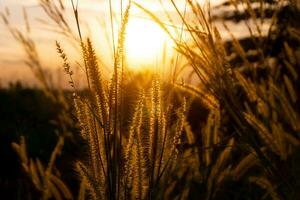 Asia Wild Grass flowers in sunset time photo