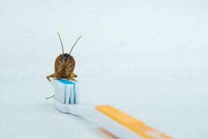 Asian Cockroaches are on the toothbrush. photo