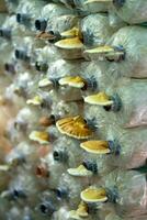 Mushroom spore bags on the farm photo