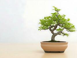 Photo of bonsai in the minimalist pot as a houseplant. ai generated