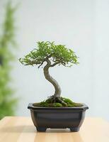 Photo of bonsai in the minimalist pot as a houseplant. ai generated