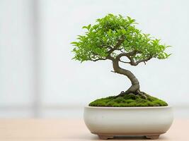 Photo of bonsai in the minimalist pot as a houseplant. ai generated