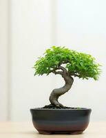 Photo of bonsai in the minimalist pot as a houseplant. ai generated