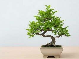 Photo of bonsai in the minimalist pot as a houseplant. ai generated