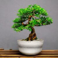 Photo of bonsai in the minimalist pot as a houseplant. ai generated