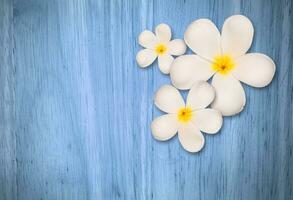 White plumeria flower on wood background photo