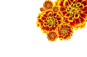 marigold flower isolated on white background photo