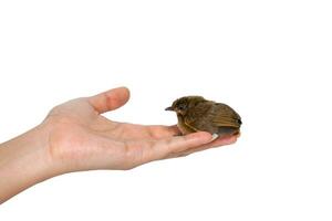 bird on hand photo