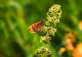 Common tiger butterfly on flower at sunset light photo