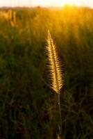 1 Asia salvaje césped flores en puesta de sol hora foto