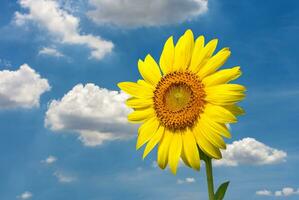 sunflower with sky photo