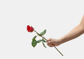 Female hand holding a single red rose isolated over white background photo