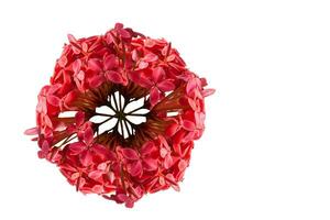 Red Rauvolfia flower photo