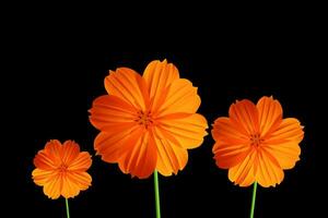 Orange cosmos flower photo