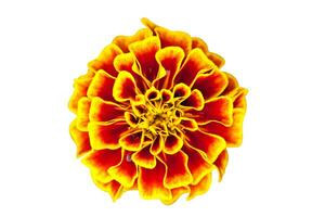 marigold flower isolated on white background photo