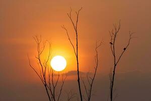 tree and sunset photo