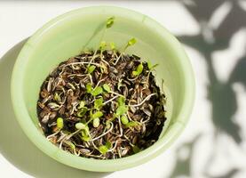 Sunflower plant sprouts germinating in soil photo