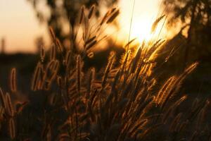 pennisetum flor en puesta de sol foto