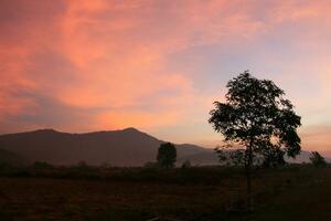 amanecer con árbol foto