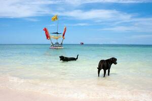 dog in sea photo