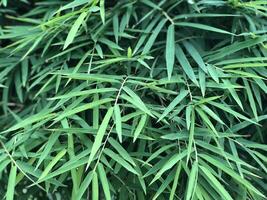 Thai bamboo leaves background photo