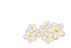 White plumeria flower on white background photo