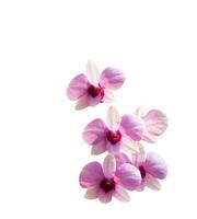 Pink orchid on white background photo