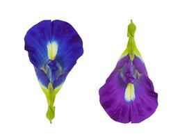 Blue Butterfly Pea Flower isolated on white background photo