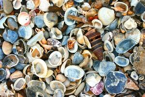 variedad de mar conchas foto