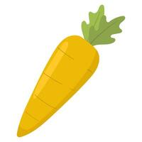 fresh carrot illustration vector