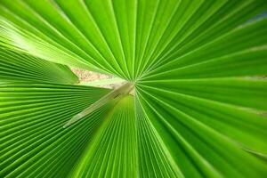 green leaves background photo