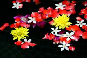 pétalos flor en agua foto