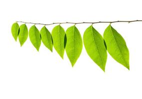 green leaves isolated on white background photo