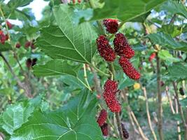 The mulberry fruits that are ripe and not ripe for health are placed in basket photo