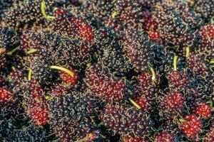 The mulberry fruits that are ripe and not ripe for health are placed in basket photo