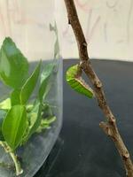 Kaffir lime leaf caterpillars are transformed into a pupa hanging from the branches photo