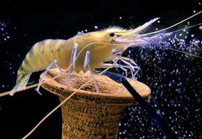 Giant freshwater prawn or giant river shrimp in tank. photo