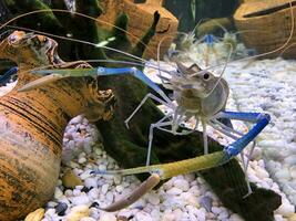 Giant freshwater prawn or giant river shrimp in tank. photo