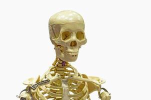 Close-Up Of Human skeleton on White Background. photo