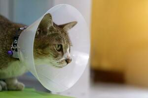 Sick cat with veterinary cone on its head to protect cat from licking a wound. photo