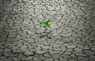 Tree tries to grow in dry soil or soil during the dry season. photo