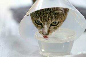 Sick cat with veterinary cone on its head to protect cat from licking a wound. photo