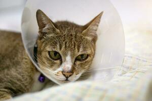 Sick cat with veterinary cone on its head to protect cat from licking a wound. photo