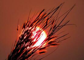 naturaleza salvaje flor a luz de sol en puesta de sol foto