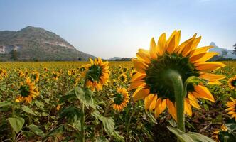 Sunflower species from Thailand photo