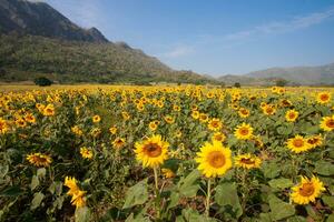 Sunflower species from Thailand photo