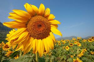 Sunflower species from Thailand photo